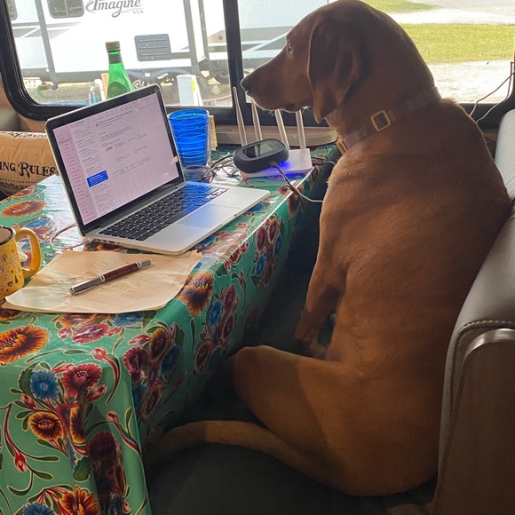 Meet your Posher, Merri - Picture 3 of 4